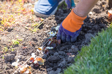 Fototapeta premium worker planting seedlings of flowers