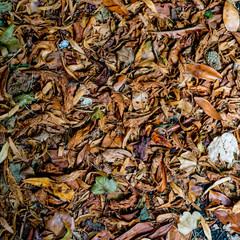 Autumn Leaves Lying on the Ground
