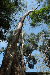 Fototapeta premium A huge tropical white tree against a clear sky. Tetrameles tree, which grows in a tropical climate.