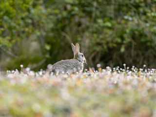 Scene with wild rabbit in the spring forest