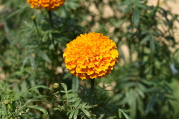 Beautiful Orange marigold (tagets) flowers in garden.