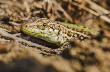 Portrait of a small green lizard in dry grass. Macro shot.