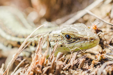 Portrait of a small green lizard in dry grass. Macro shot.