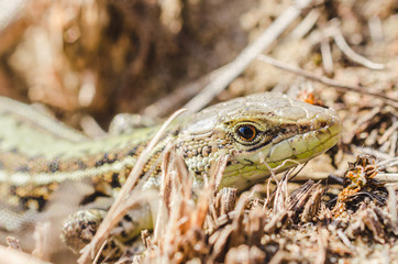 Portrait of a small green lizard in dry grass. Macro shot.