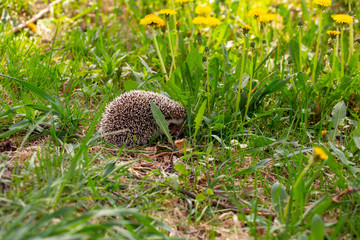 little hedgehog in the spring forest, among the first spring flowers © Nady