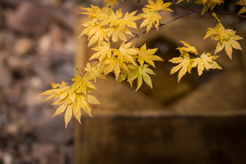 Japanese maple