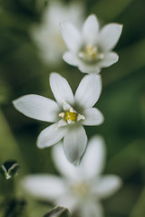 Obraz na płótnie Canvas flower white petals daisy texture pollen blur