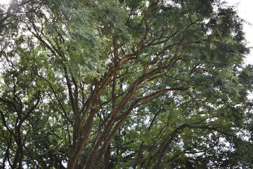 Obraz premium tree and sky