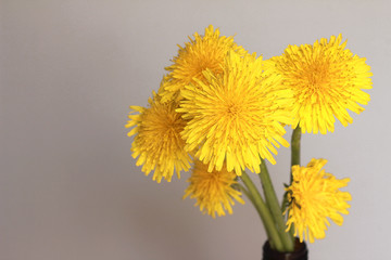 Naklejka premium yellow dandelions a bunch of flowers gathered in the meadow stand on the window