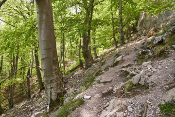 Rocky trail on mountains