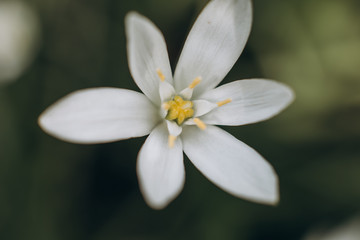 flower white petals daisy texture pollen blur