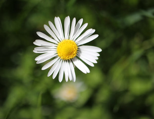 Fototapeta premium daisy in the grass with bokeh background
