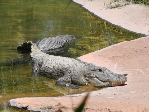 Cocodrilo
