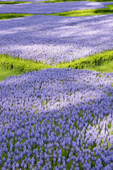 Fototapeta premium lavender field in provence Istanbul Turkiye