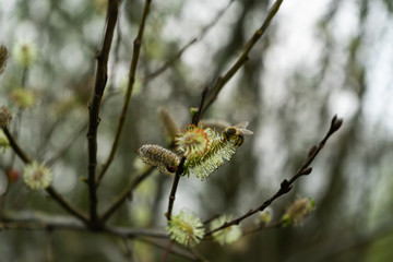 Bee on blossom at a tree