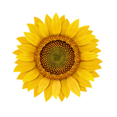 Sunflower realistic isolated illustration