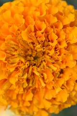Orange marigold flower