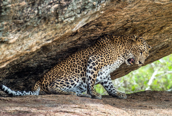 Leopard on a rock. The Female of Sri Lankan leopard . Scientific name: Panthera pardus kotiya. Sri Lanka. Yala National Park.