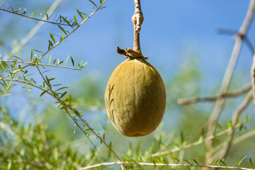 A large velvety fruit pod of a Baobab tree ( Adansonia ) hanging from a branch on a sunny...