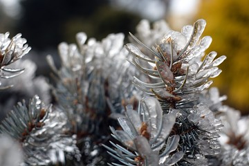 Naklejka na ściany i meble Frozen needles on a spruce