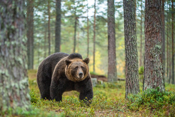 Brown bear in the autumn forest.  Scientific name: Ursus arctos. Natural habitat.