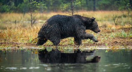 A brown bear  on the bog. Adult Wild Big Brown Bear . Scientific name: Ursus arctos. Natural habitat, autumn season.