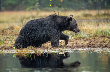 A brown bear  on the bog. Adult Wild Big Brown Bear . Scientific name: Ursus arctos. Natural habitat, autumn season.