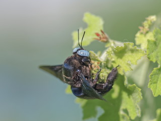 Close up a Black Carpenter Bee (genus xylocopa) resting on green leaf with nature blurred background.