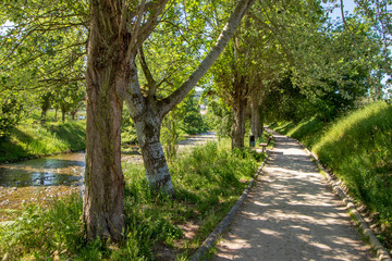 blast of green in spring in a park