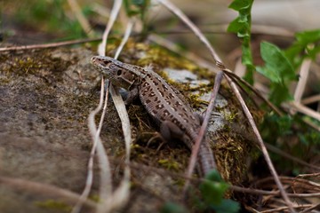 A lizard on a mossy stone