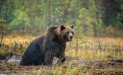 A brown bear  on the bog. Adult Wild Big Brown Bear . Scientific name: Ursus arctos. Natural...