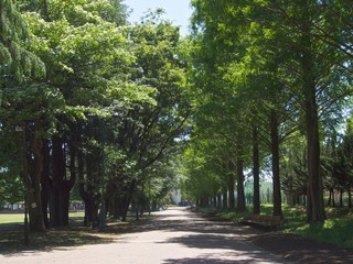 Fototapeta premium 木々に囲まれた遊歩道