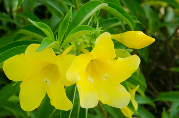 yellow flowers in garden