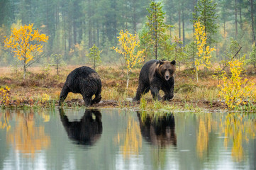 A brown bears  on the bog. Adult Wild Big Brown Bears . Scientific name: Ursus arctos. Natural habitat. Autumn season.