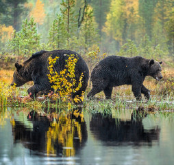 A brown bears  on the bog. Adult Wild Big Brown Bears . Scientific name: Ursus arctos. Natural habitat. Autumn season.