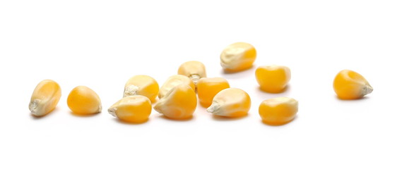 Raw corn kernels isolated on white background