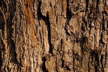 tree bark texture