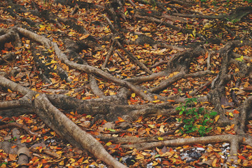 root tree on the ground with autumn leaf falling in the forest