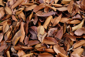pile of brown autumn leaf in the garden