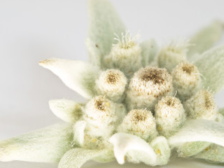 Obraz premium Edelweiß