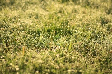 Meadow in the morning with dew