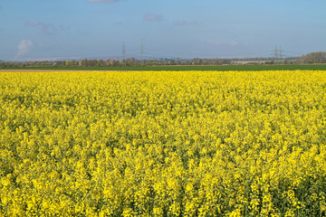 Obraz premium Landschaft mit leuchtend gelbem Rapsfeld