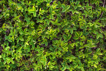 The leaves of young strawberries in the field top view
