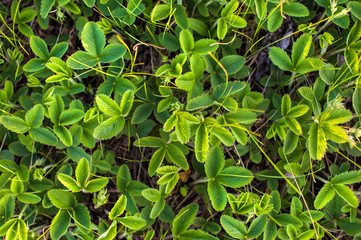 Obraz premium The leaves of young strawberries in the field top view