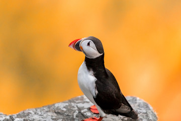 Puffin sitting on the rock at the sunset. Runde, Norway april 2019