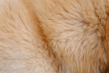 closeup dog hair