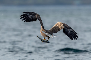 Whitetaile Eagle in the air with fish. Rekdal, Norway april 2019