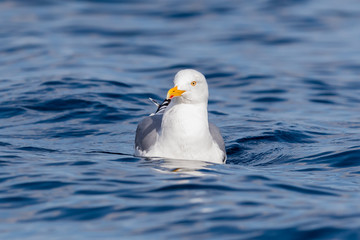 Seagull swimming in the sea. Rekdal, Norway april 2019