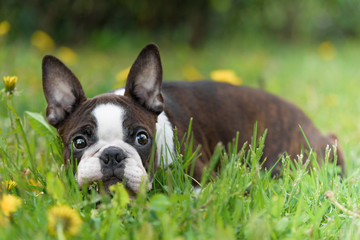 boston terrier on green grass - obrazy, fototapety, plakaty