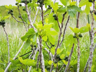 無花果の果実　若い実